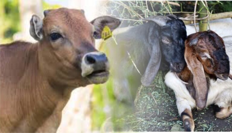 APAKAH PANITIA WAJIB MENGGANTI HEWAN KURBAN  YANG MATI DI MALAM TAKBIRAN?